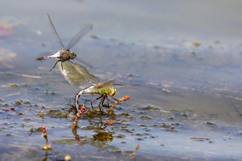 Anax imperator